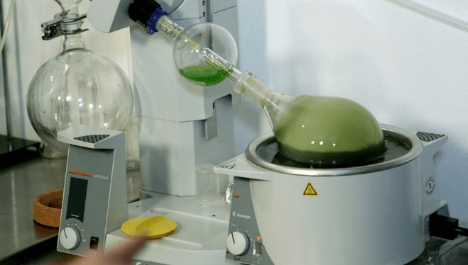 Plant Extraction By Using Rotary Evaporator